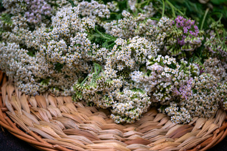 Yarrow flowers collected for the preparation of the medicineの写真素材