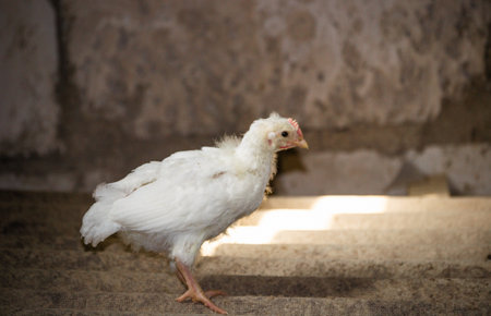 A broiler chicken warms up under a lamp in a chicken coop in a village.の写真素材