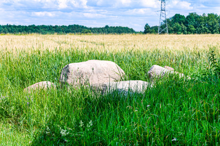 Wheat field, beautiful rural landscape against the blue sky with clouds.の写真素材