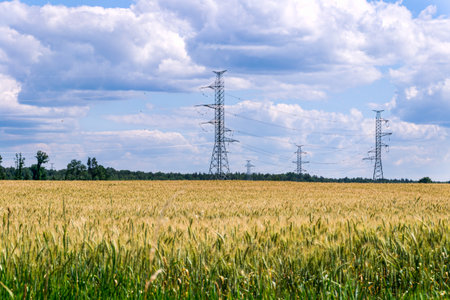 Wheat field, beautiful rural landscape against the blue sky with clouds.の写真素材