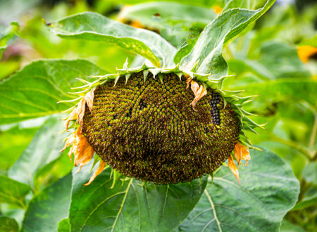 Ripe seeds, sunflower seeds in the garden, close-up.の写真素材