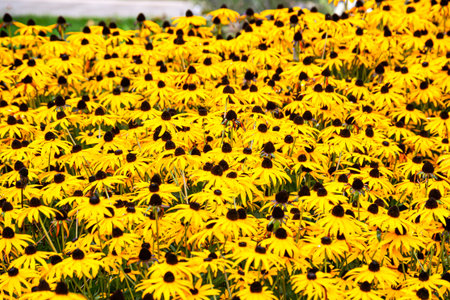 Large yellow flowers of rudbeckia close-up, growing on a flower bed in the garden.の写真素材