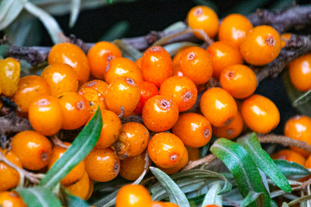 Branch with sea buckthorn berries and green silvery leaves.の写真素材