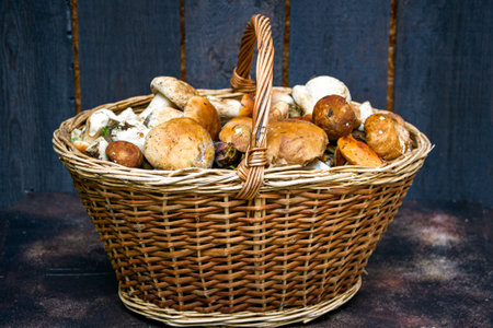 A whole basket of delicious gourmet edible boletus.の写真素材