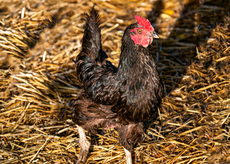 Black Brown hen walks outdoors in the yard in sunny weather