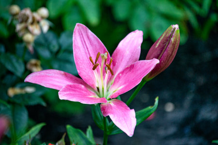 Photo of multi-colored dark pink garden lilies in the garden.の写真素材