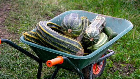 A large crop of green striped zucchini has been harvested in the gardenの写真素材
