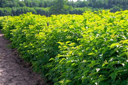 Young bushes of remontant raspberries in the garden in the villageの写真素材