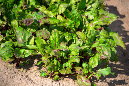 Young organic beets grow in a garden bed in the village