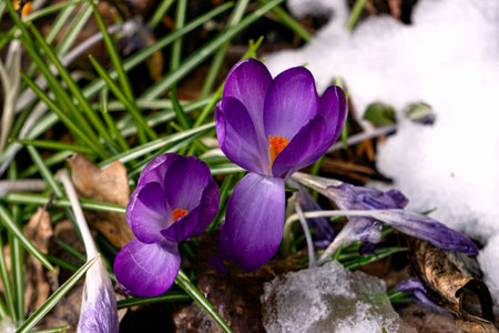 Purple crocus flowers under the snow in early spring