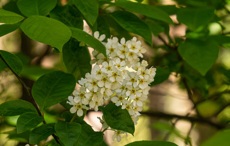 Close up of shadberry flowers. Flowering in spring