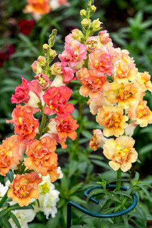 Multicolored snapdragon flowers close-up on a flower bed.の写真素材