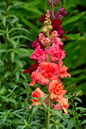 Multicolored snapdragon flowers close-up on a flower bed.の写真素材