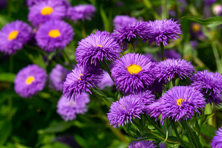 Blooming purple flowers similar to chamomile in a flower bed in the garden