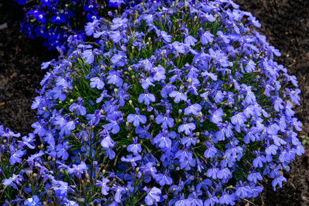 Lobelia bush with blue flowers in a flower bed in the garden.の写真素材
