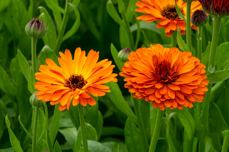 A flowerbed of terry orange marigold flowers.の写真素材