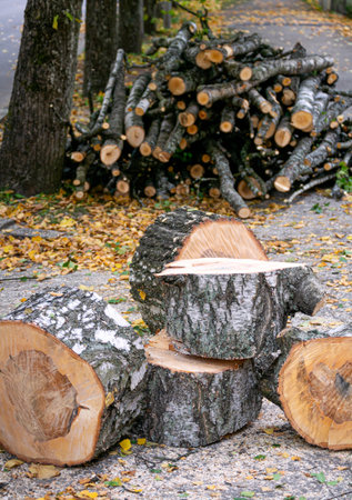 Preparation of birch firewood. The sawn tree is sawn into chocks