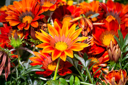 Orange flowers similar to gerberas in the garden.