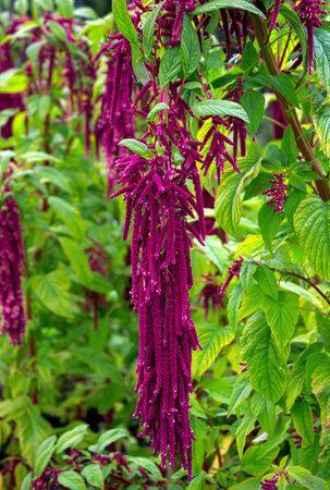 Burgundy purple amaranth flowers on a garden bed in the village.の写真素材