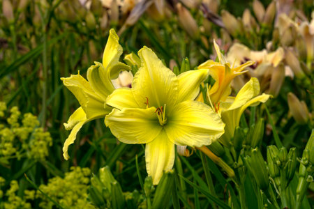 Yellow daylilies in a city park in a flower bedの写真素材