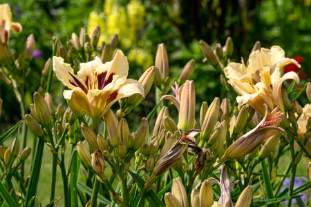 Pale yellow daylilies in a city park in a flower bedの写真素材