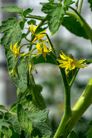 Tomatoes bloom on a bush in a greenhouseの写真素材