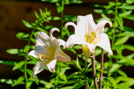 Two white lilies in a rustic garden.の写真素材