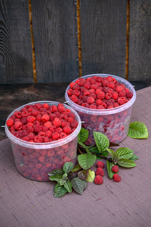 Fresh red raspberries in plastic buckets. Excellent harvest.の写真素材