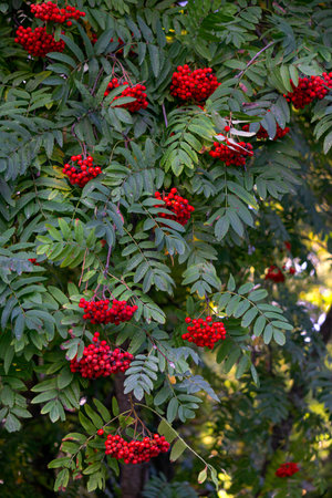 Rowan branches with clusters of red ripe berries on a background of green leavesの写真素材