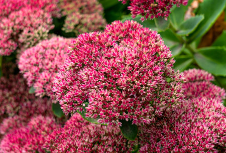 Beautiful purple sedum flowers in the autumn gardenの写真素材