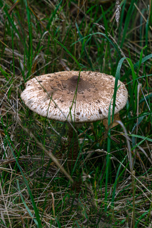 One standing in the grass, an edible mushroom umbrella in the forestの写真素材