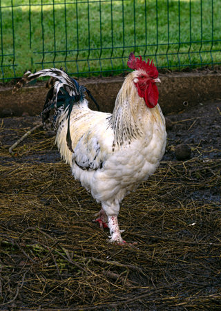 A young cockerel with colorful feathers walks on a farm in the villageの写真素材