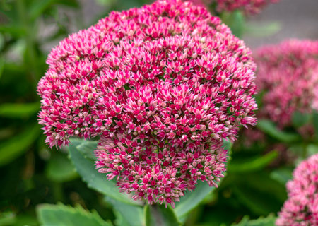 Beautiful purple sedum flowers in the autumn gardenの写真素材
