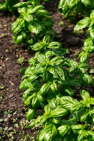 Green basil on the beds in the garden close-upの写真素材