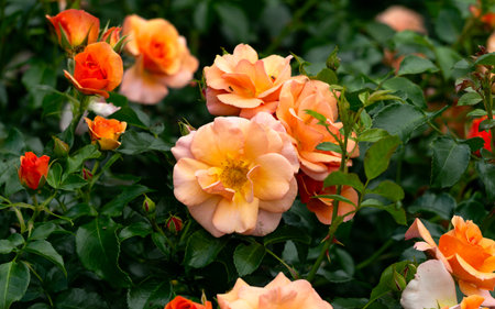 Beautiful orange roses in the park in the flower bedの写真素材