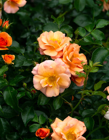 Beautiful orange roses in the park in the flower bedの写真素材