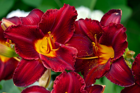 Beautiful dark burgundy daylily flower in the garden on a flower bedの写真素材