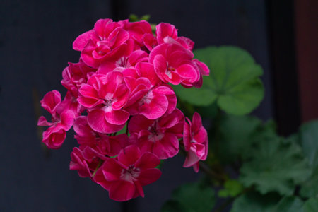 Beautiful bright pink double geranium flowers in a flower potの写真素材