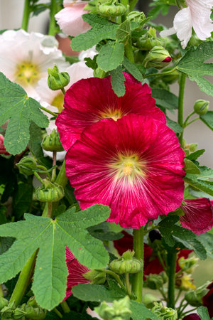 A branch of mallow with red flowers in the garden on a flower bedの写真素材