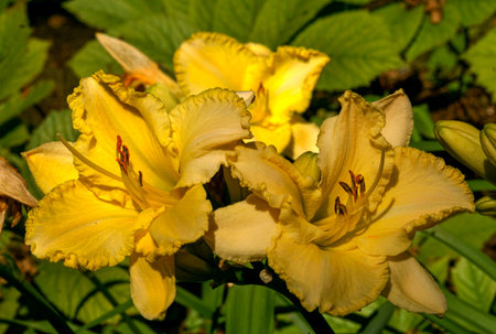 Beautiful bright yellow daylily flower in a garden flower bed.の写真素材
