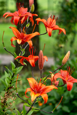 A bush of red tiger lilies in the garden in a flower bed.の写真素材