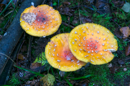 Three speckled yellow fly agaric mushrooms grow in the forest.の写真素材