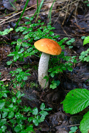 The red-headed boletus mushroom grows in the forest.の写真素材