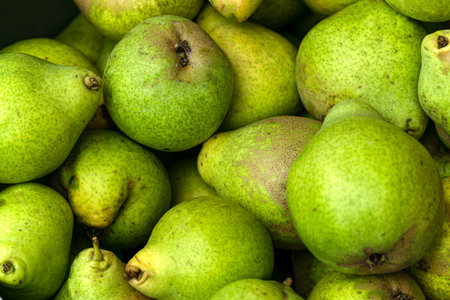 Ripe autumn pears in a container in autumn.の写真素材