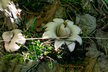 One of the rare mushrooms, chickweed.の写真素材