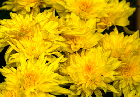 Fresh bright yellow chrysanthemums. Blooming yellow chrysanthemumsの写真素材