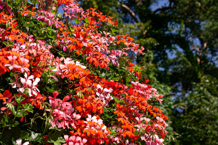 Background of bright, multi-colored geranium flowers that decorate the city parkの写真素材