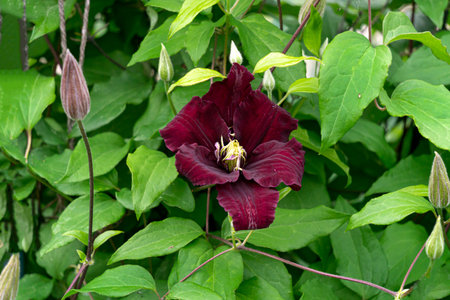 Dark burgundy clematis flowers against a background of green leavesの写真素材