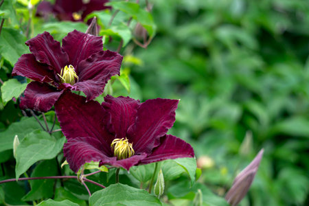 Dark burgundy clematis flowers against a background of green leavesの写真素材