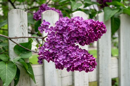 Blooming lilac bush with delicate purple flowersの写真素材